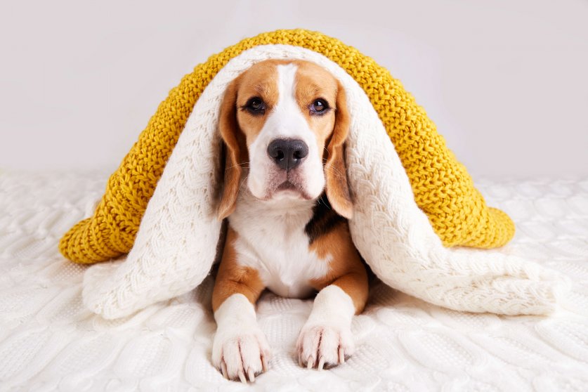 Cute dog Beagle is lying on the bed under knitted blankets and s