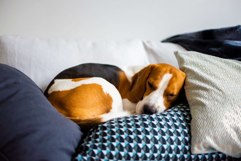 Sleeping beagle on the sofa in living room