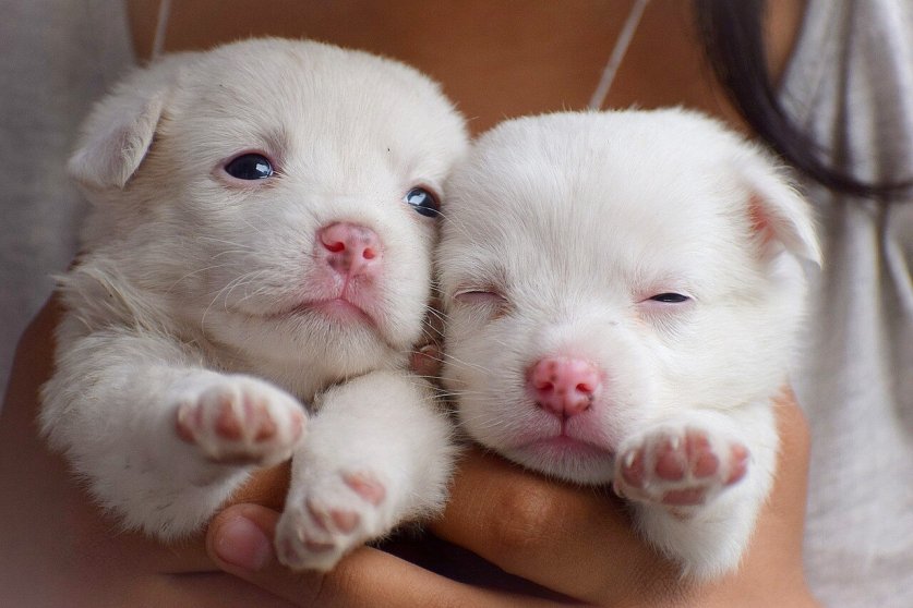 puppies-3494447_1280