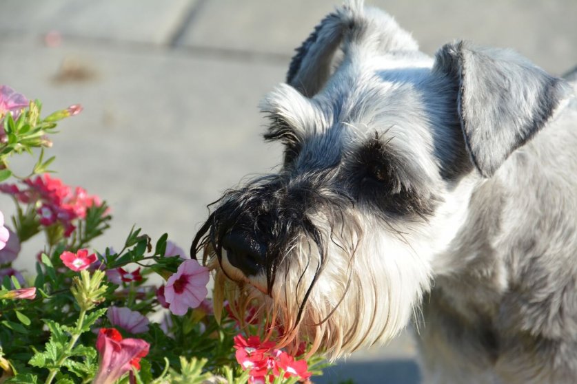 miniature-schnauzer-5496686_1280