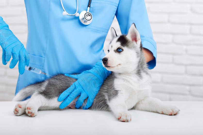 Cropped shot of a cute little Siberian husky puppy getting vaccinated by a professional veterinarian health care pet animals occupation concept.