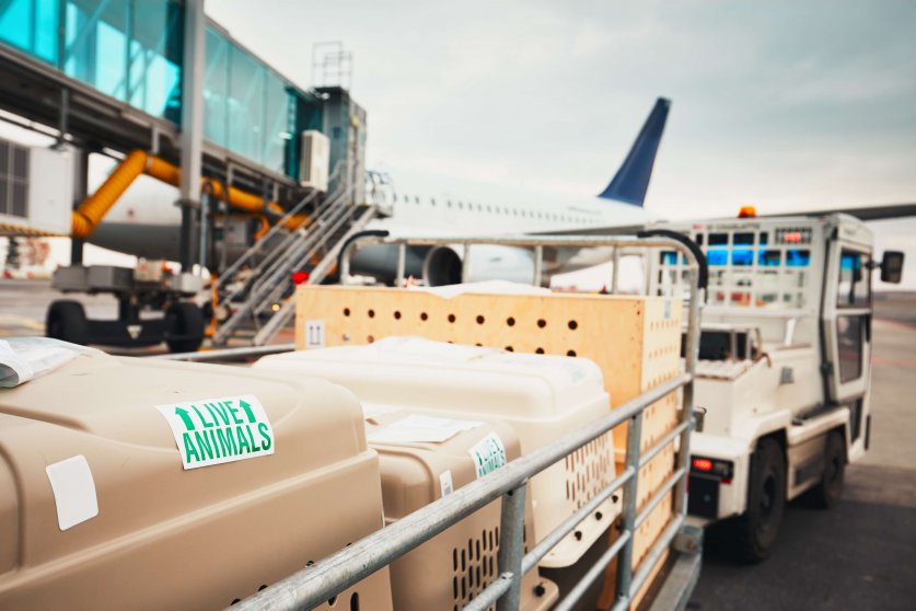 Dogs traveling byl airplane. Boxes with live animals at the airport.
