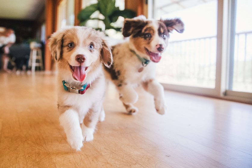 Australian Shepherd puppies play in grass