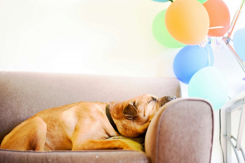 sophie-elvis-msC14JchkKU-unsplash