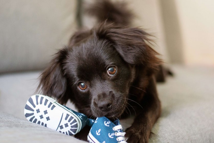 dog_shoes05