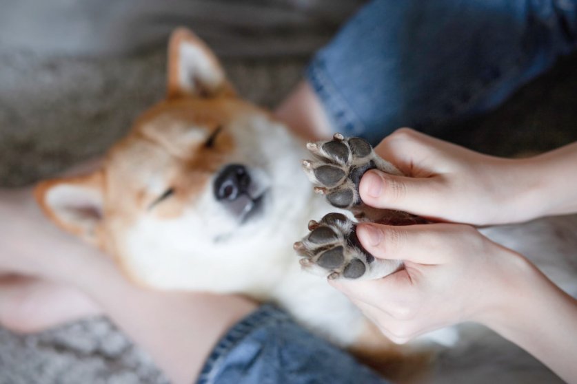 paw01
