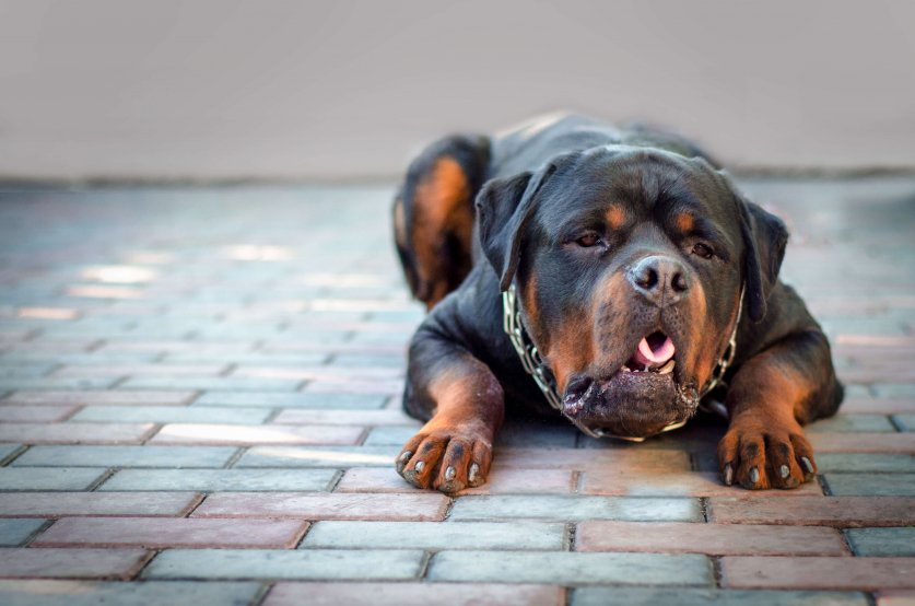 dog breed Rottweiler  Vomit