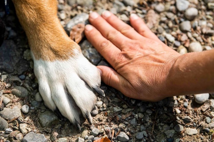 dog_shoes03