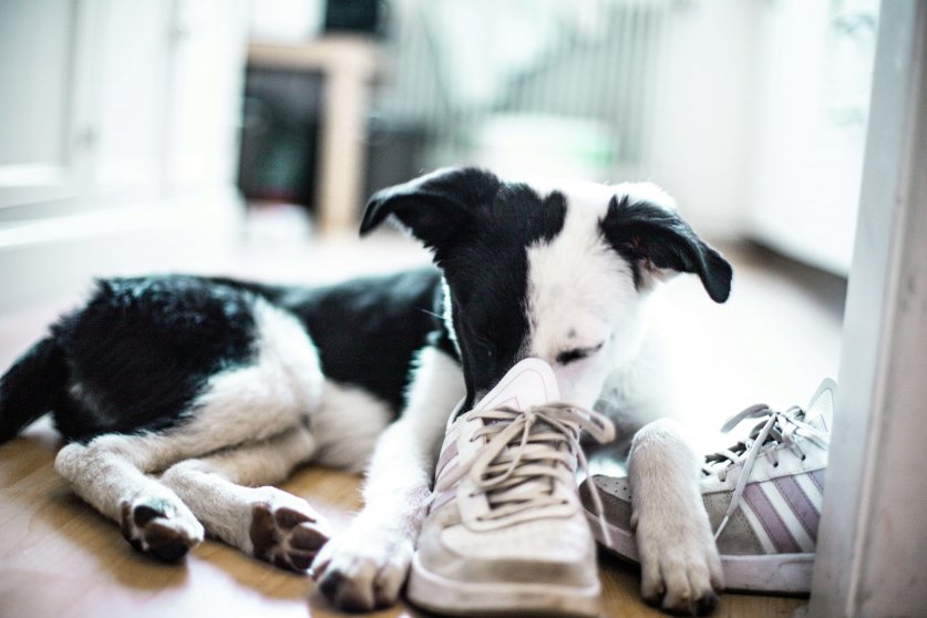 dog_shoes04