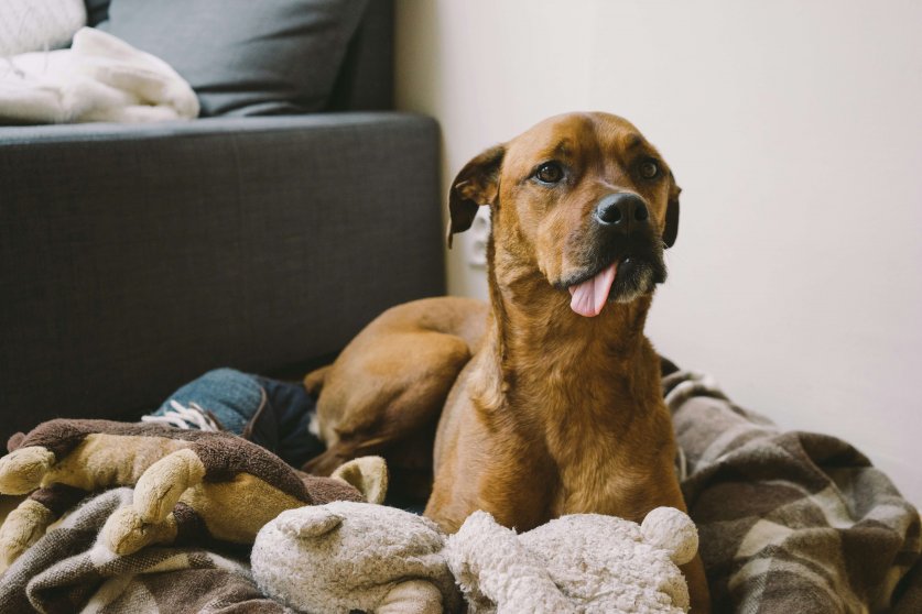 ruby-schmank-plun-i022rk-unsplash