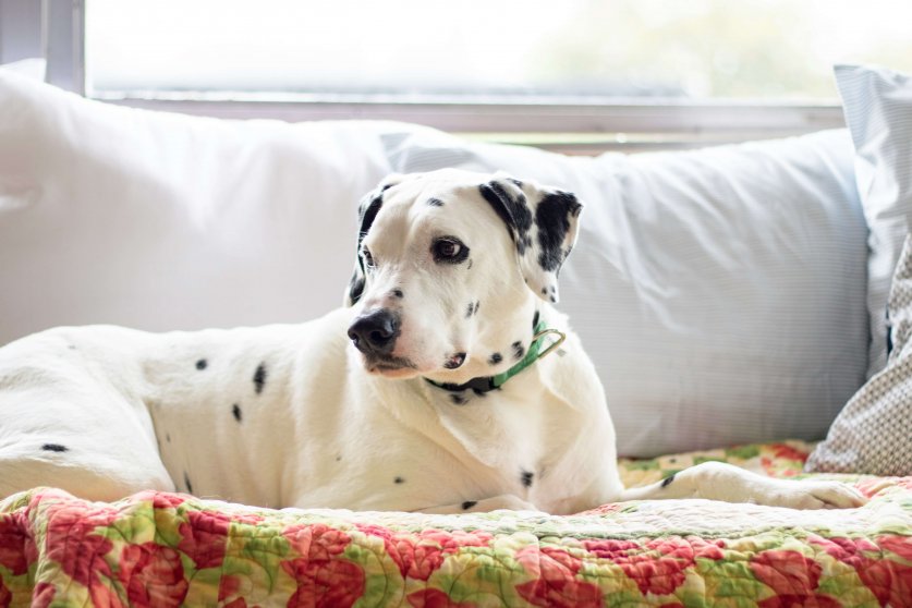 ashley-diane-worsham-FU72ObCbXDE-unsplash (1)