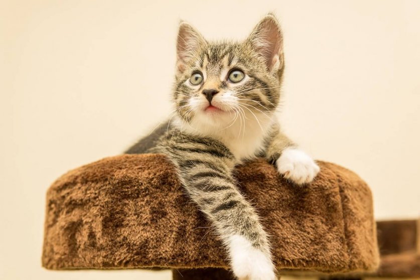 cat-4611144_1280