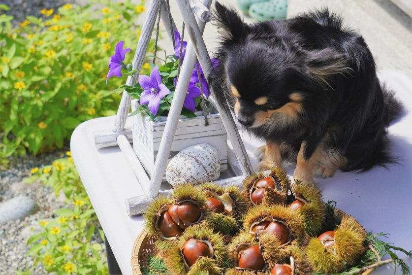 chestnut03
