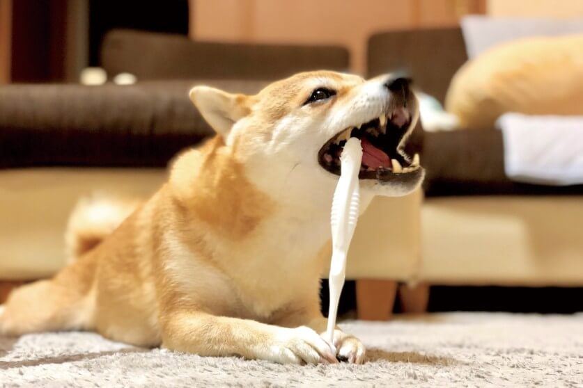 dentifrice04