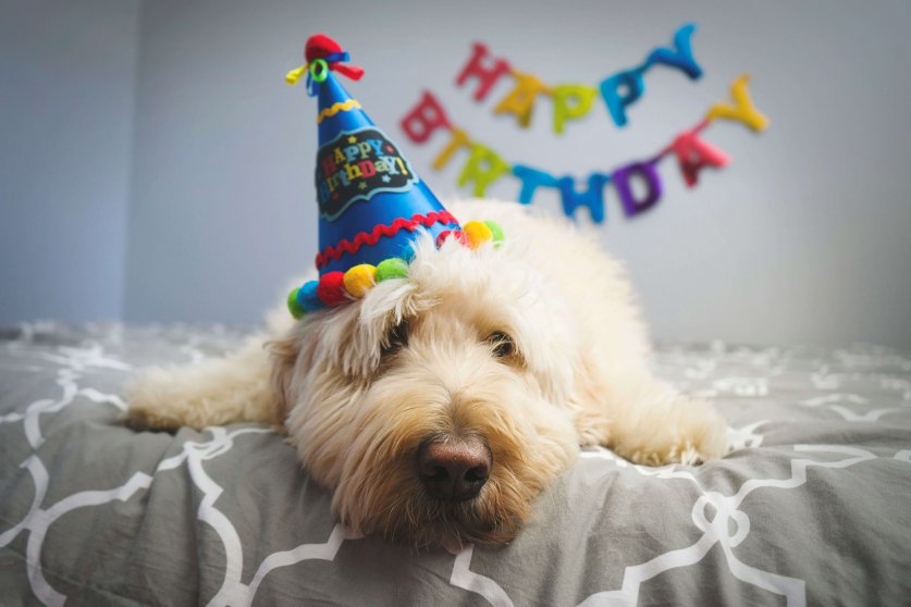 dog_cake02