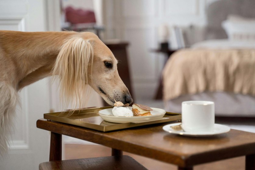 dog_cake04