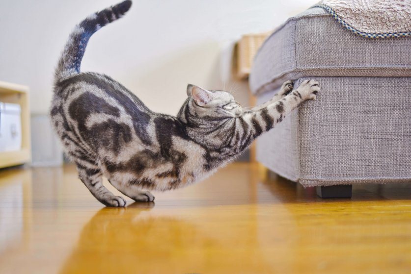 オットマンでストレッチをする猫