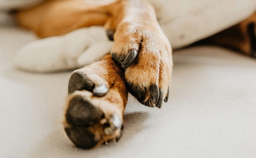 ruby-schmank-rPC4QnaPqQ0-unsplash